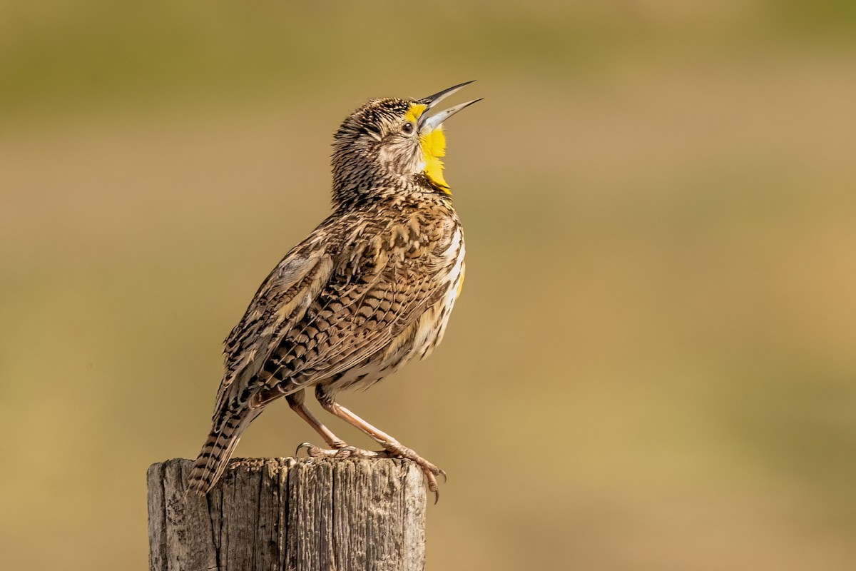 Western Meadowlark - ML618595064