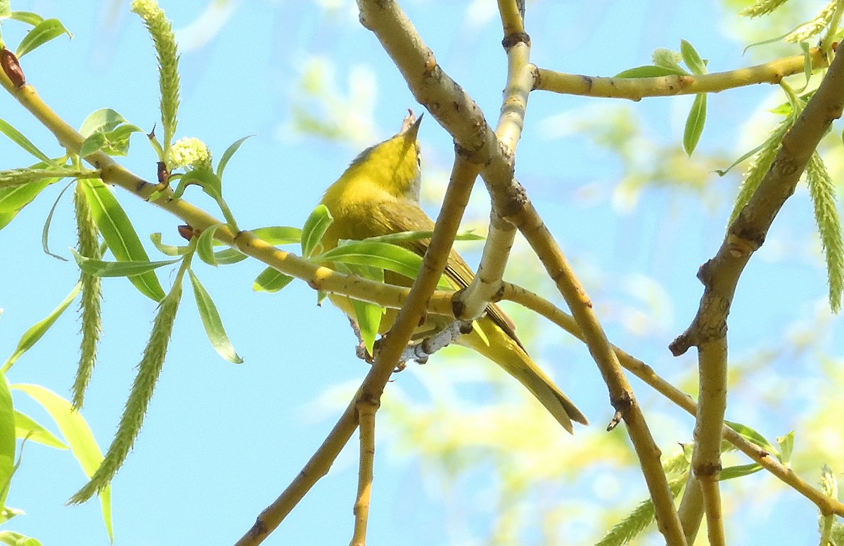 Nashville Warbler - Bernard Tremblay