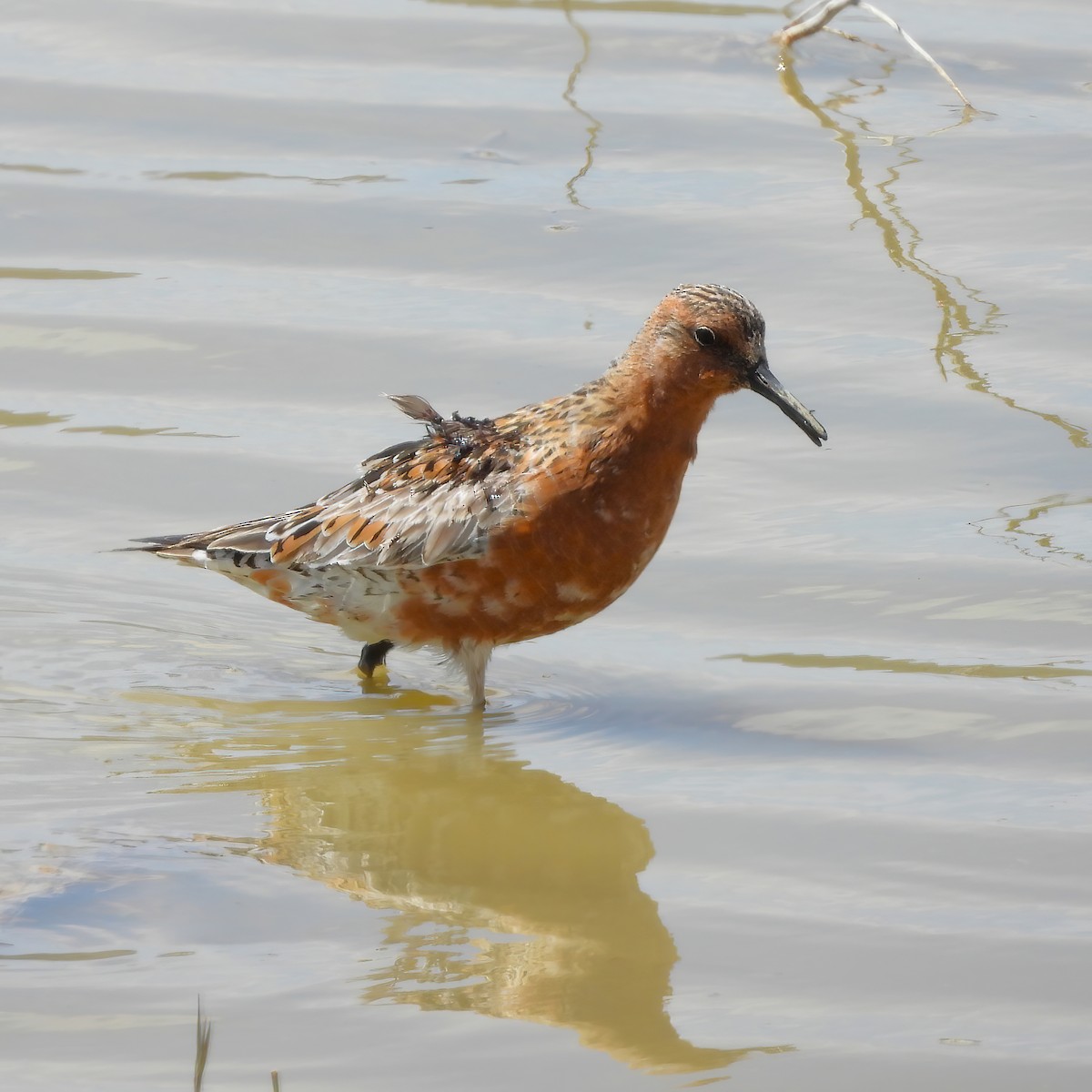 Red Knot - ML618595078