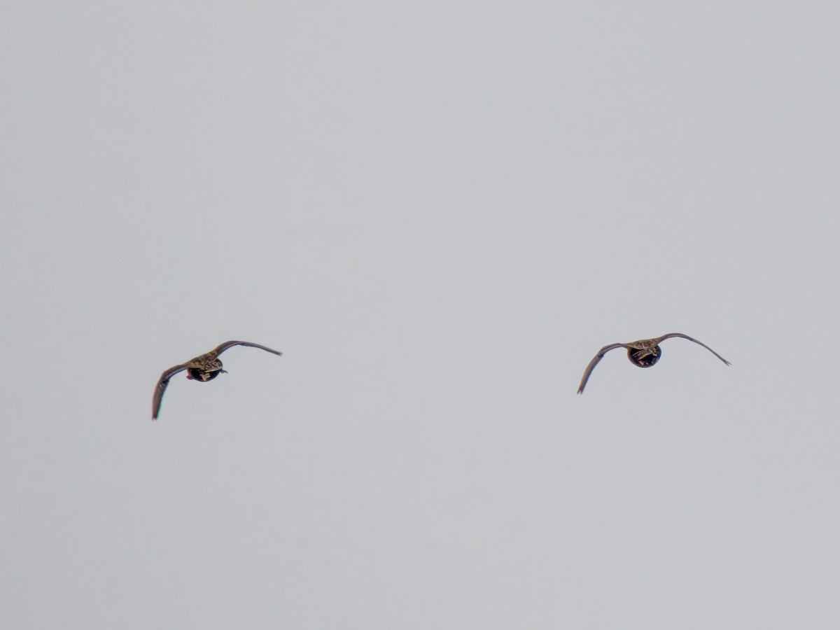 Mottled Duck - ML618595080