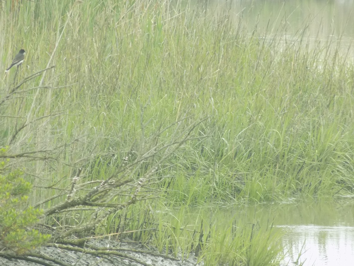 Eastern Kingbird - ML618595084