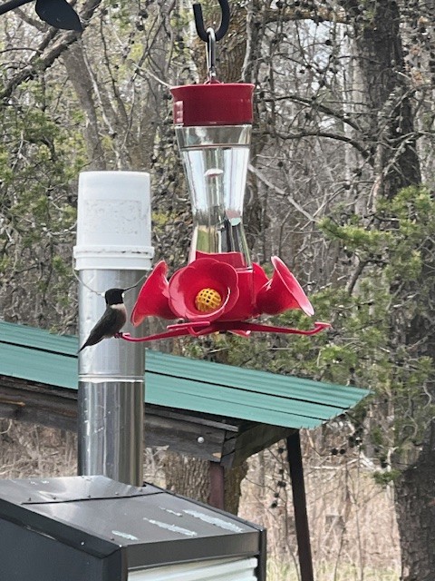 Ruby-throated Hummingbird - ML618595124