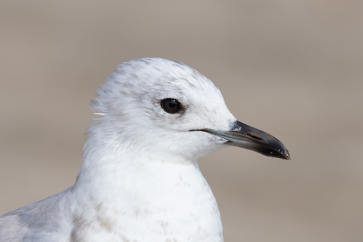 Short-billed Gull - ML618595165