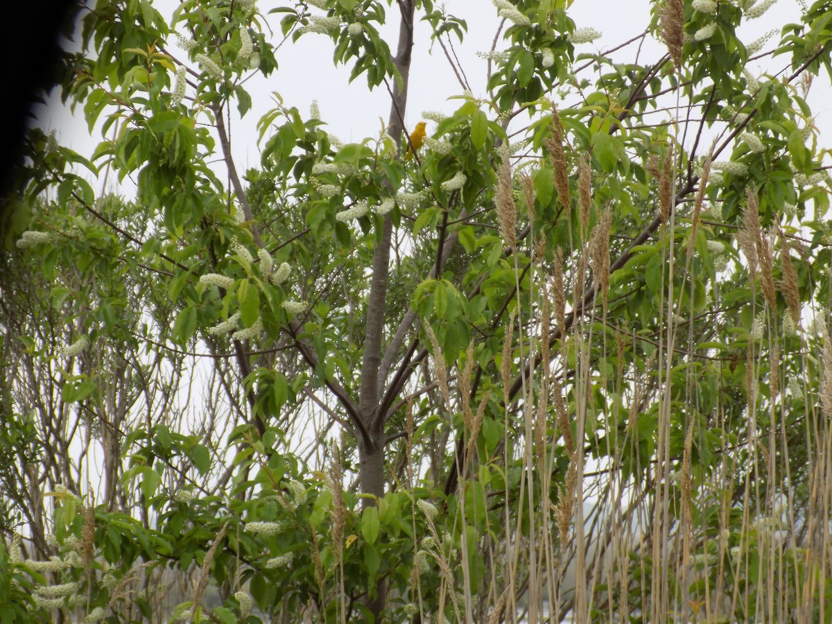 Yellow Warbler - ML618595182