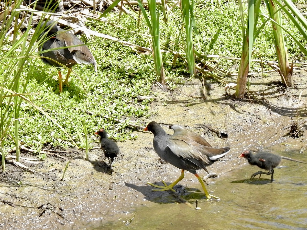 Gallinule d'Amérique (sandvicensis) - ML618595197