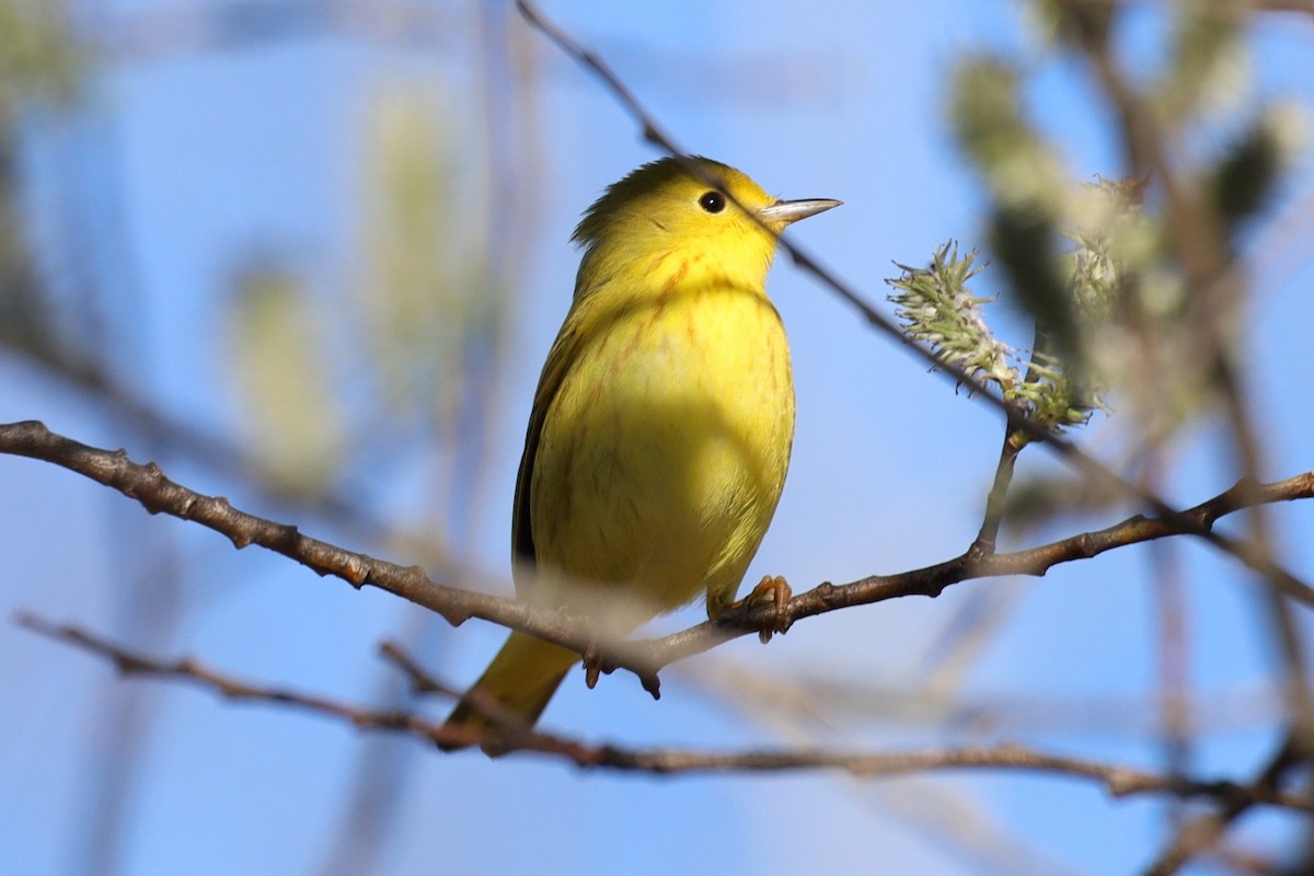 Yellow Warbler - Trent Massey