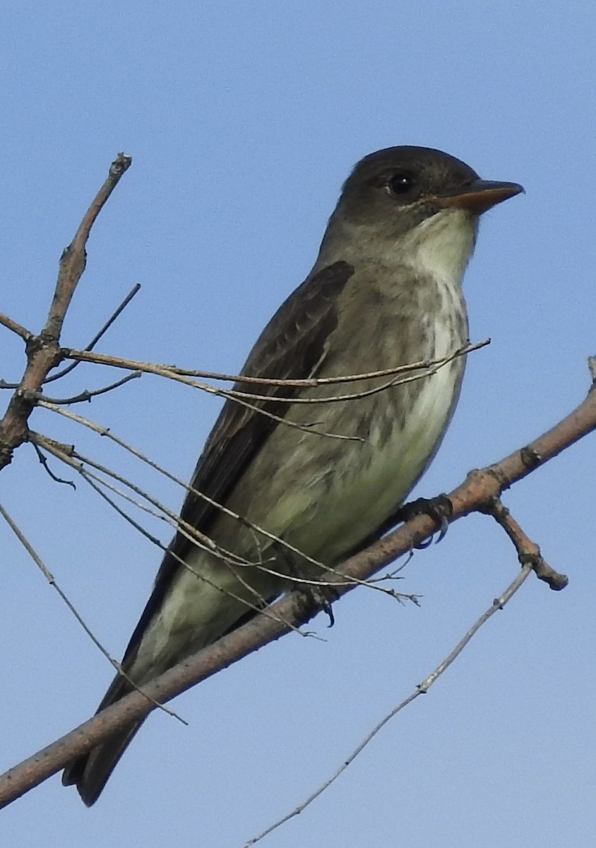 Olive-sided Flycatcher - ML618595208