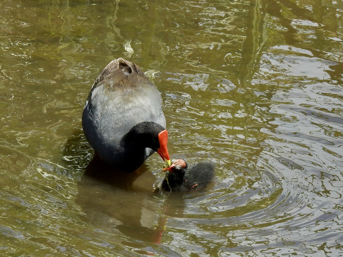 Common Gallinule (Hawaiian) - ML618595209