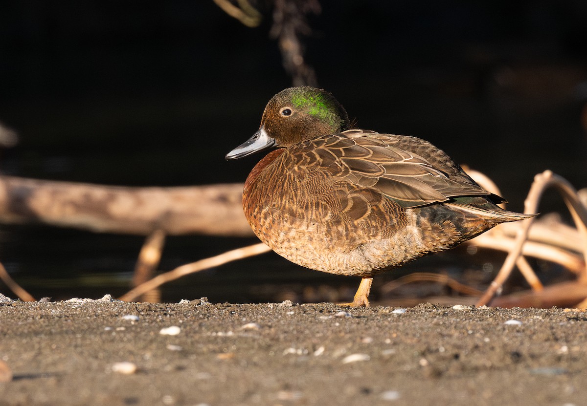 Brown Teal - Miguel  Mejias