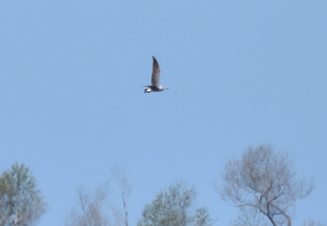 Laughing Gull - Bill Tweit