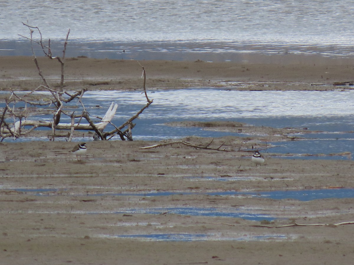 Semipalmated Plover - ML618595242