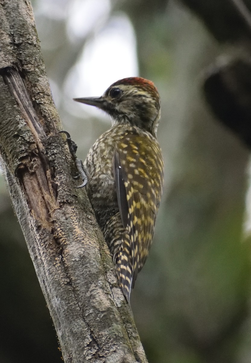 White-spotted Woodpecker - German Biermann