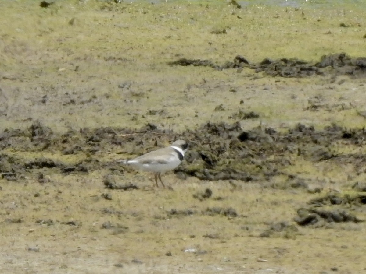 Semipalmated Plover - Michael Young
