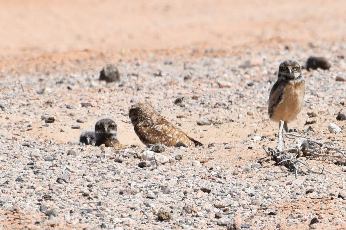 Burrowing Owl - ML618595263