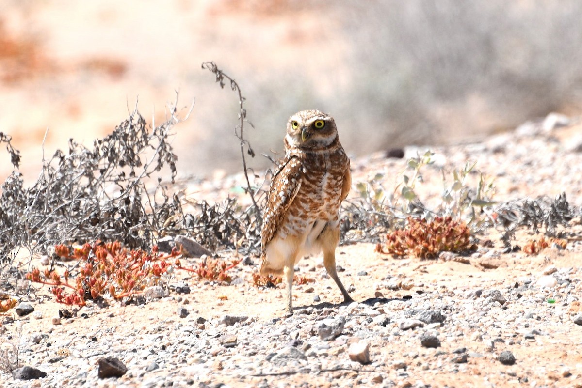 Burrowing Owl - ML618595264