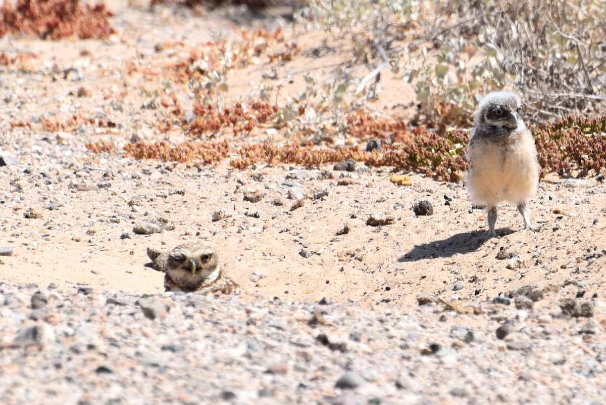 Burrowing Owl - ML618595265