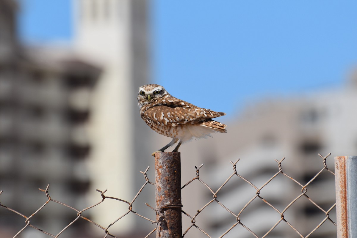 Burrowing Owl - ML618595266