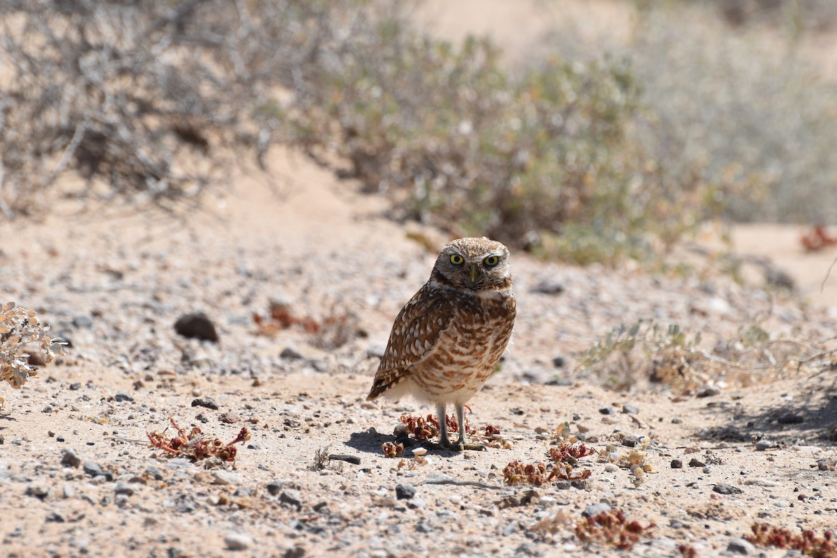 Burrowing Owl - ML618595268