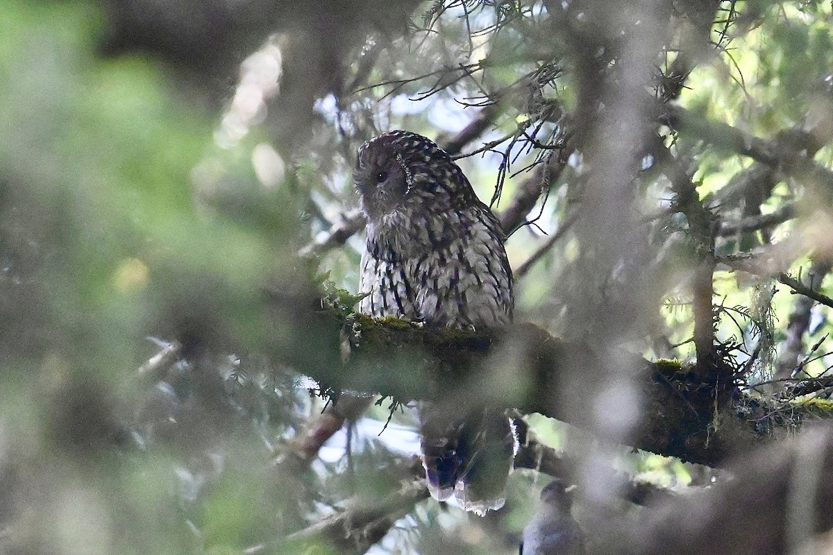 Ural Owl (Pere David's) - ML618595272