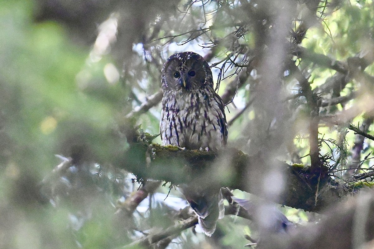 Ural Owl (Pere David's) - ML618595283