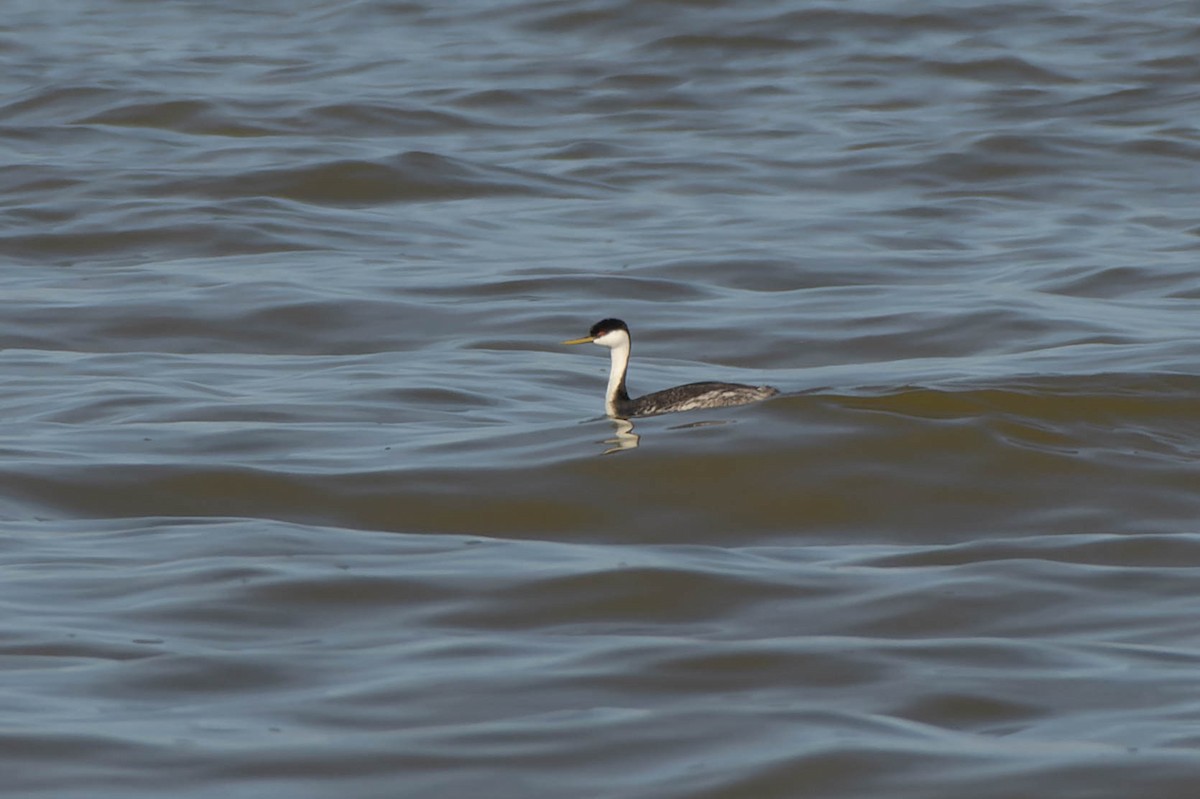 Western Grebe - ML618595318