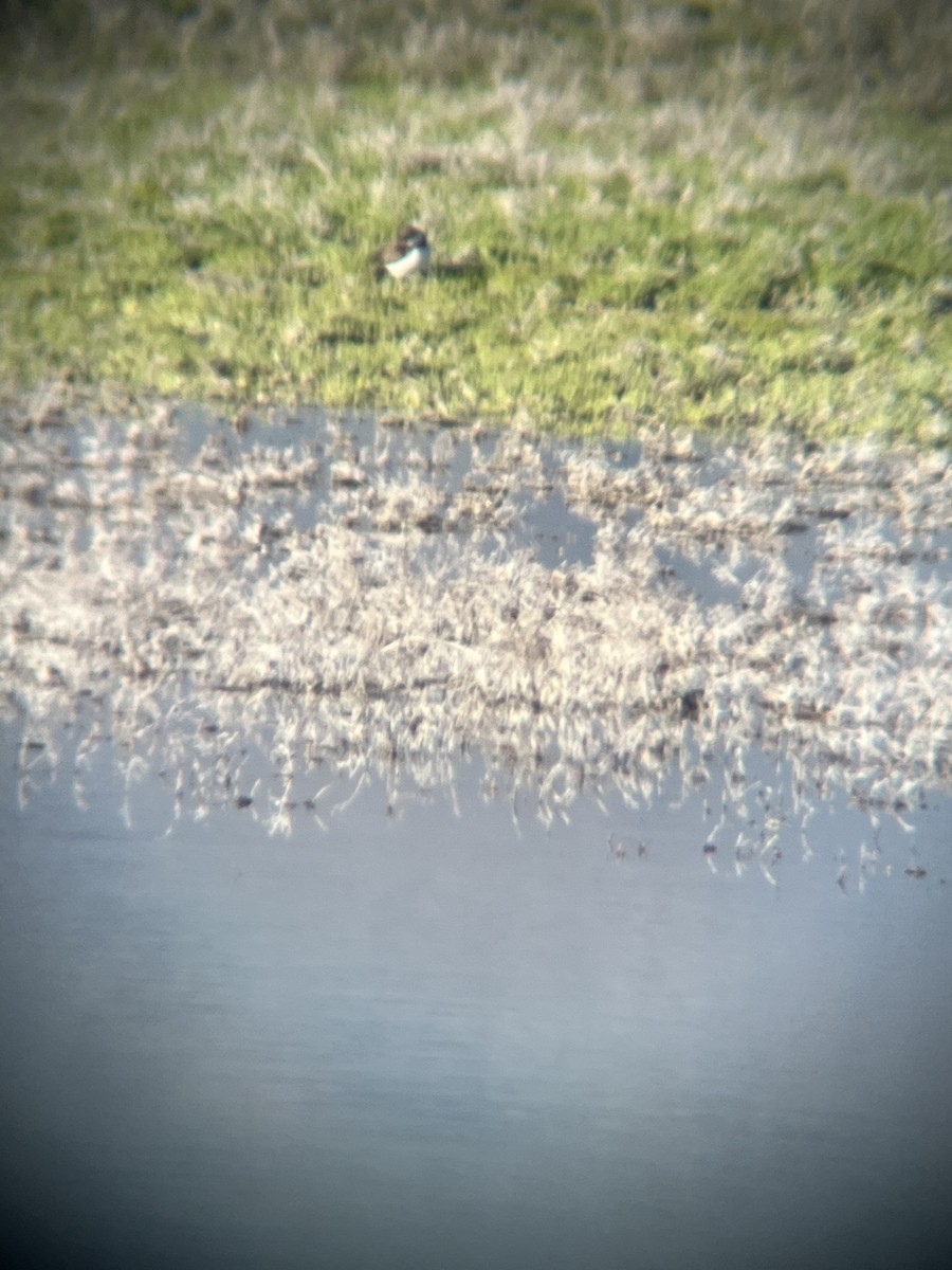 Semipalmated Plover - ML618595320