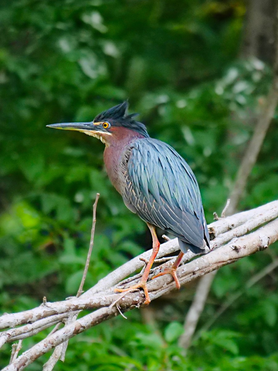 Green Heron - ML618595326