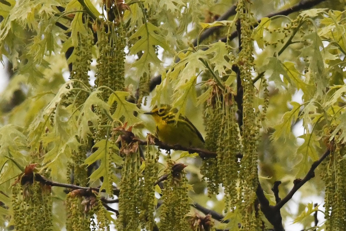 Prairie Warbler - ML618595329