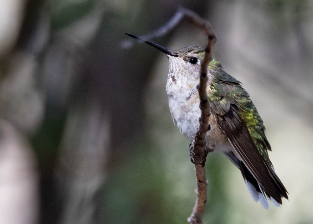 Calliope Hummingbird - ML618595339