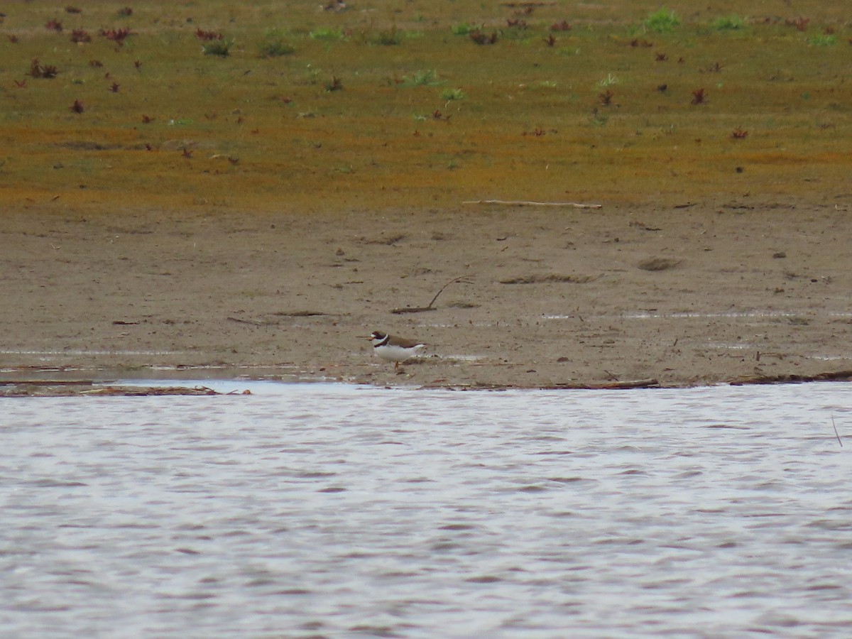 Semipalmated Plover - ML618595340