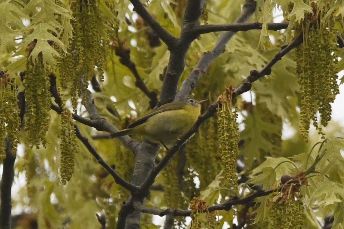 Nashville Warbler - ML618595357