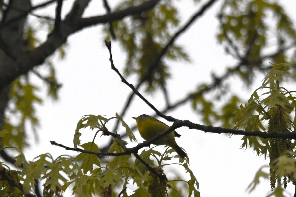 Nashville Warbler - ML618595359