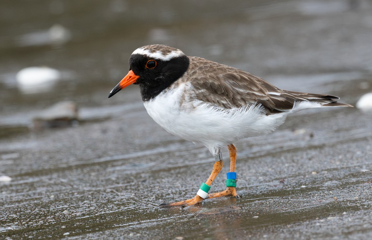 Shore Plover - Miguel  Mejias