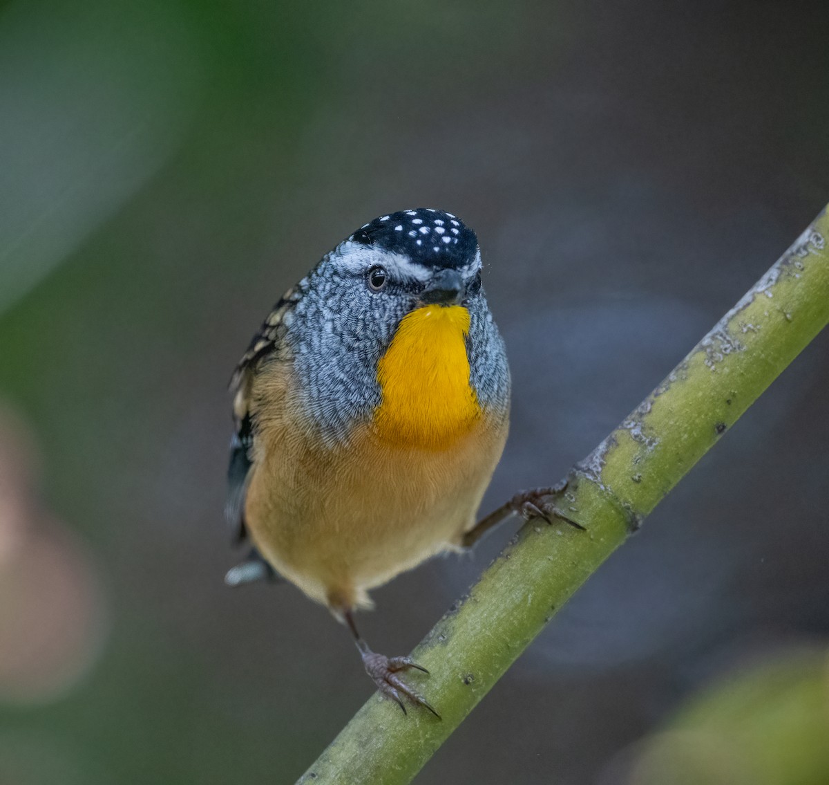 Spotted Pardalote - Roy Burgess