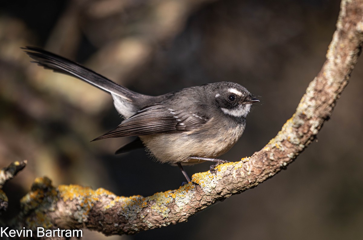 Gray Fantail (albiscapa) - Kevin Bartram