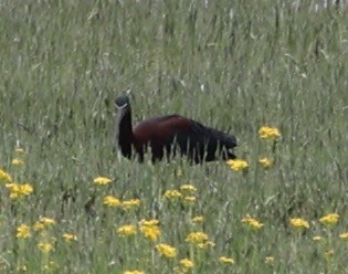 Glossy Ibis - ML618595401