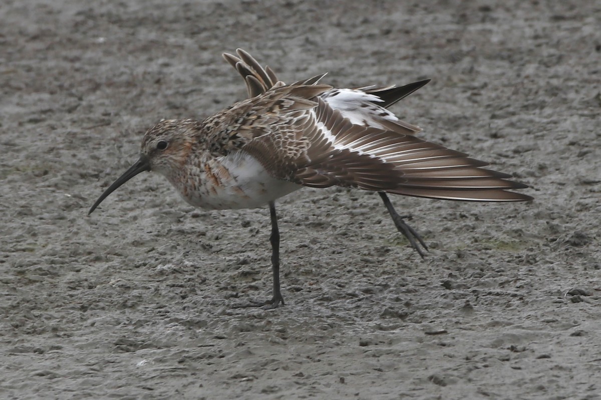 Curlew Sandpiper - ML618595408