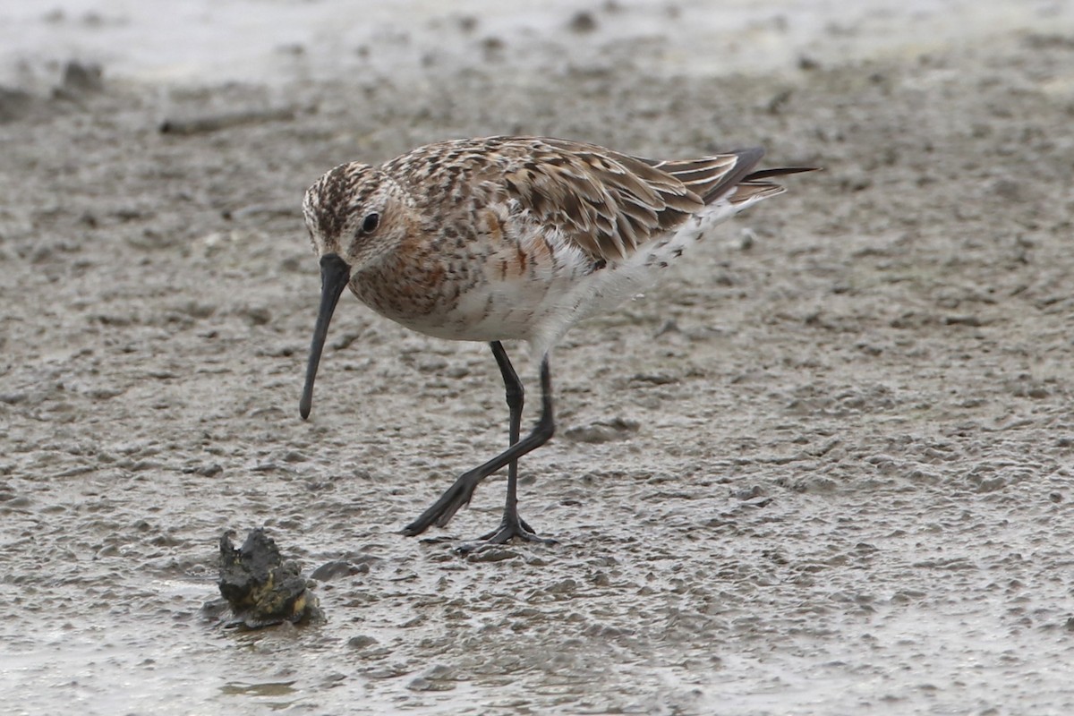 Curlew Sandpiper - ML618595410