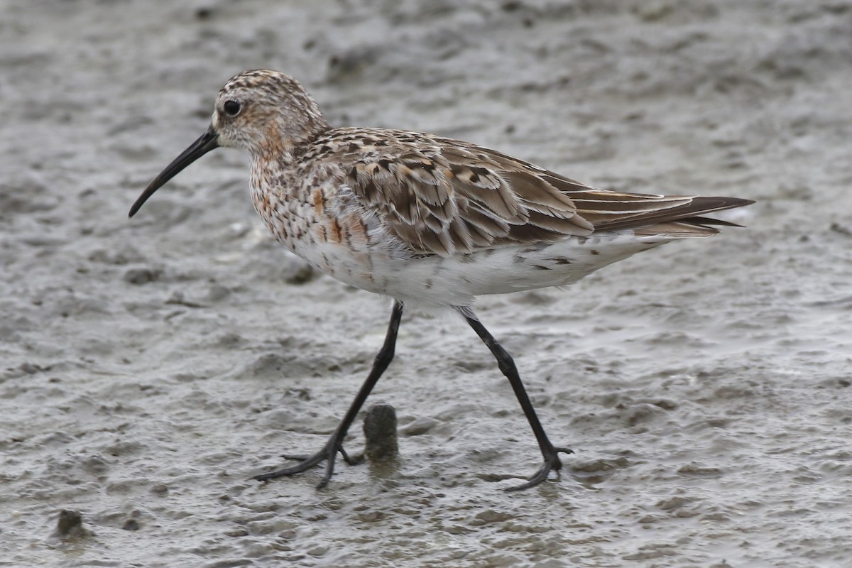 Curlew Sandpiper - Eric Yeich