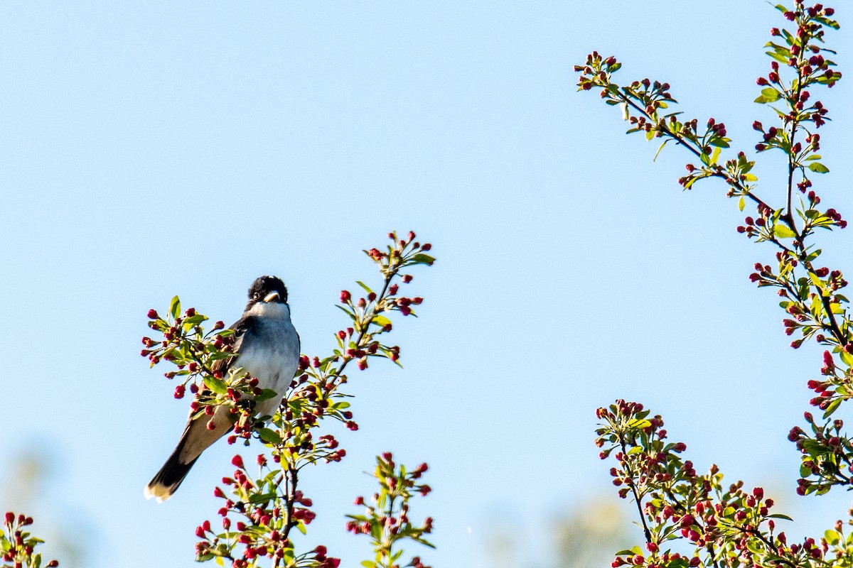 Eastern Kingbird - ML618595417