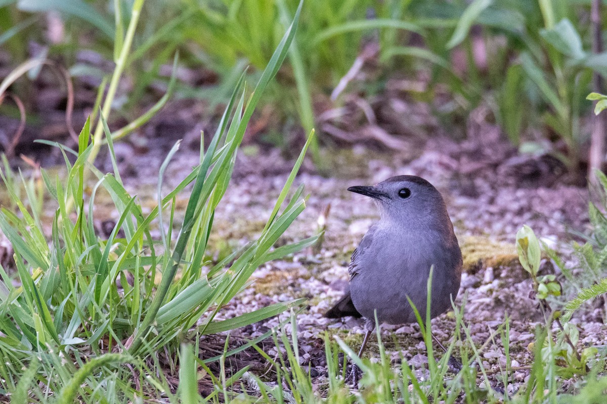 Gray Catbird - ML618595430