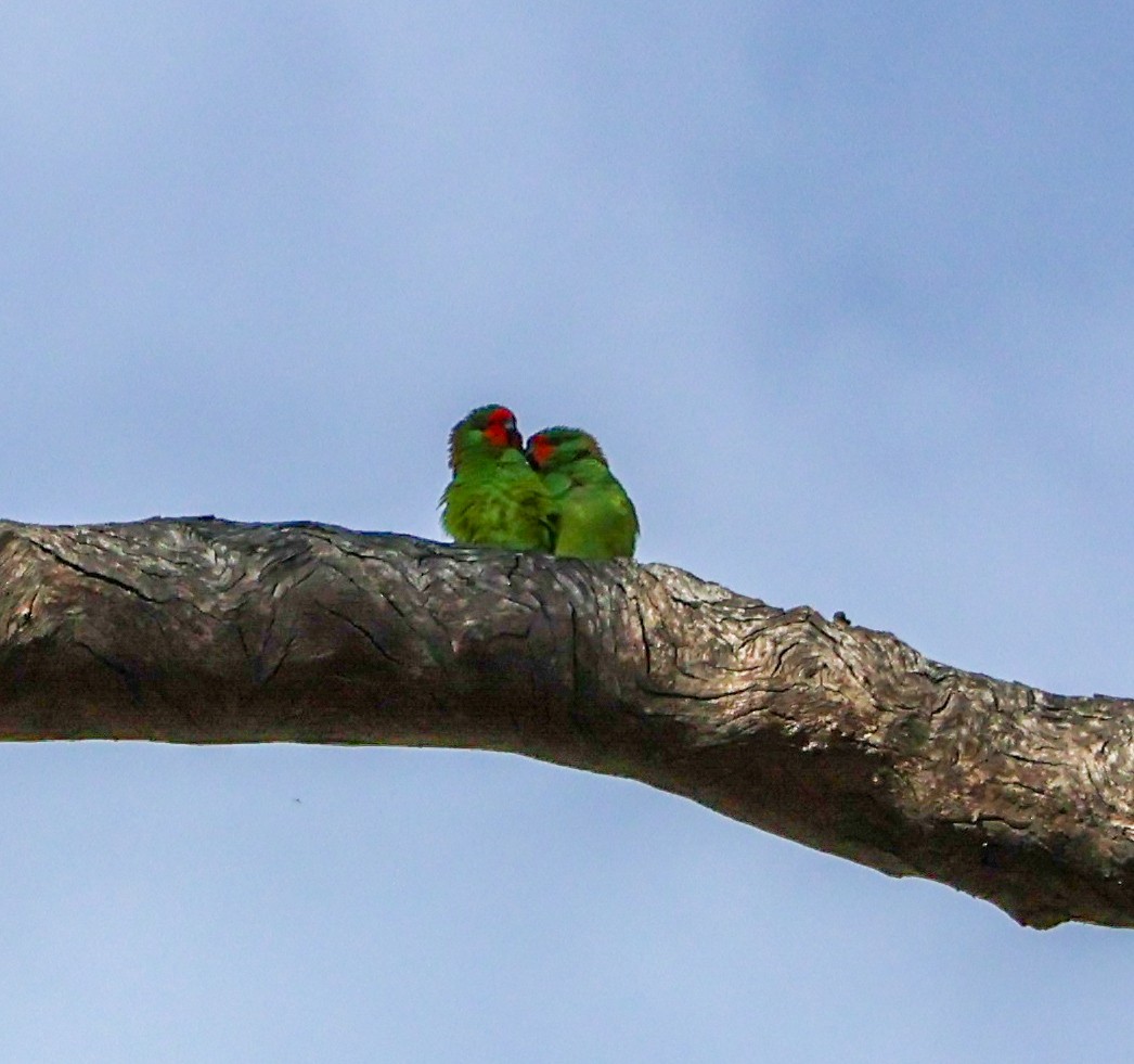 Little Lorikeet - Alison Cavanagh