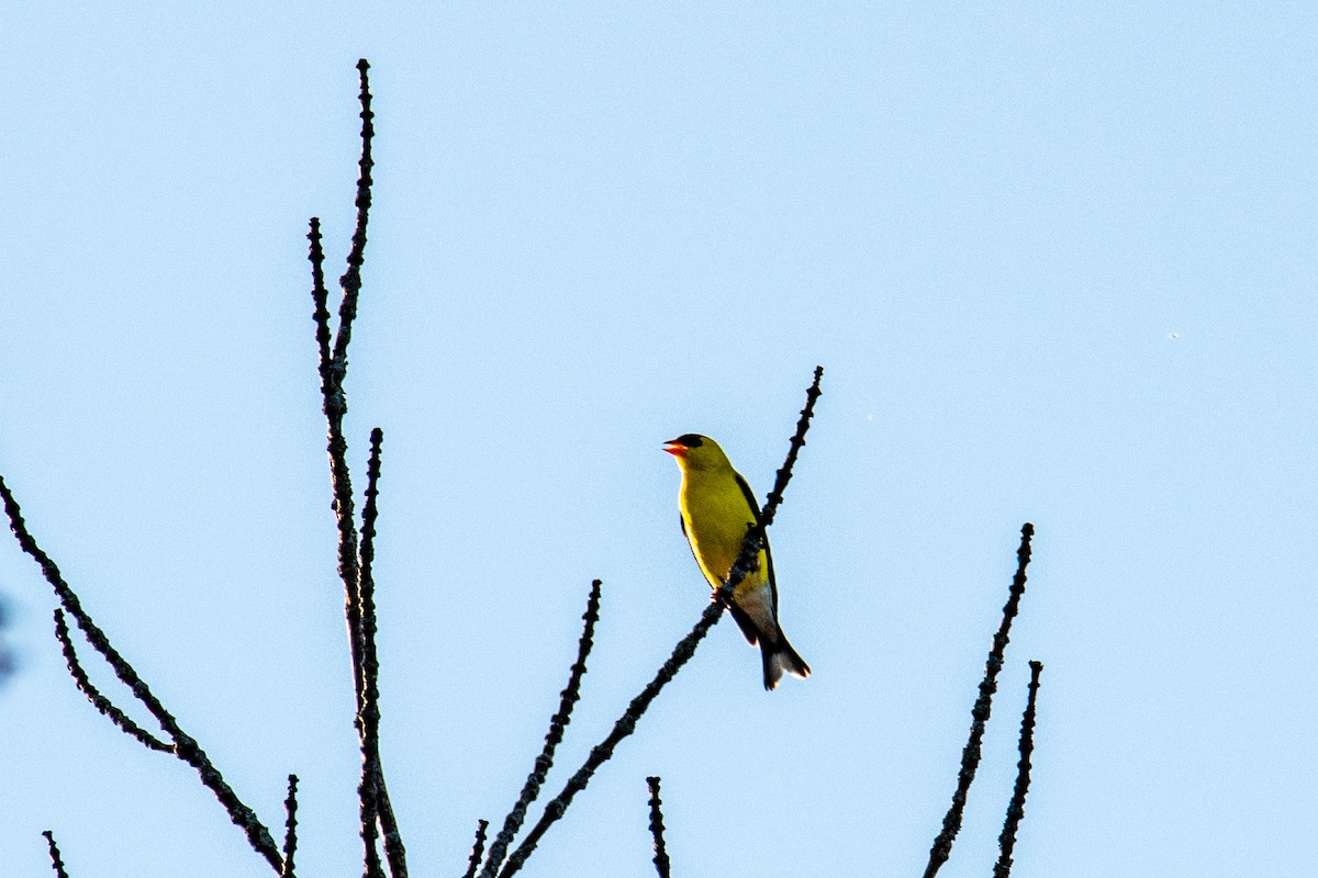 American Goldfinch - ML618595446