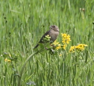 Grasshopper Sparrow - ML618595449