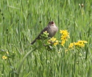 Grasshopper Sparrow - ML618595450