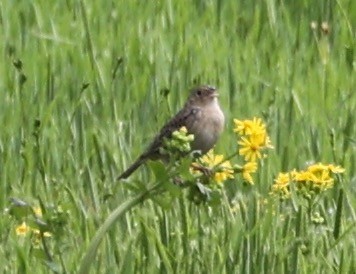 Grasshopper Sparrow - ML618595451