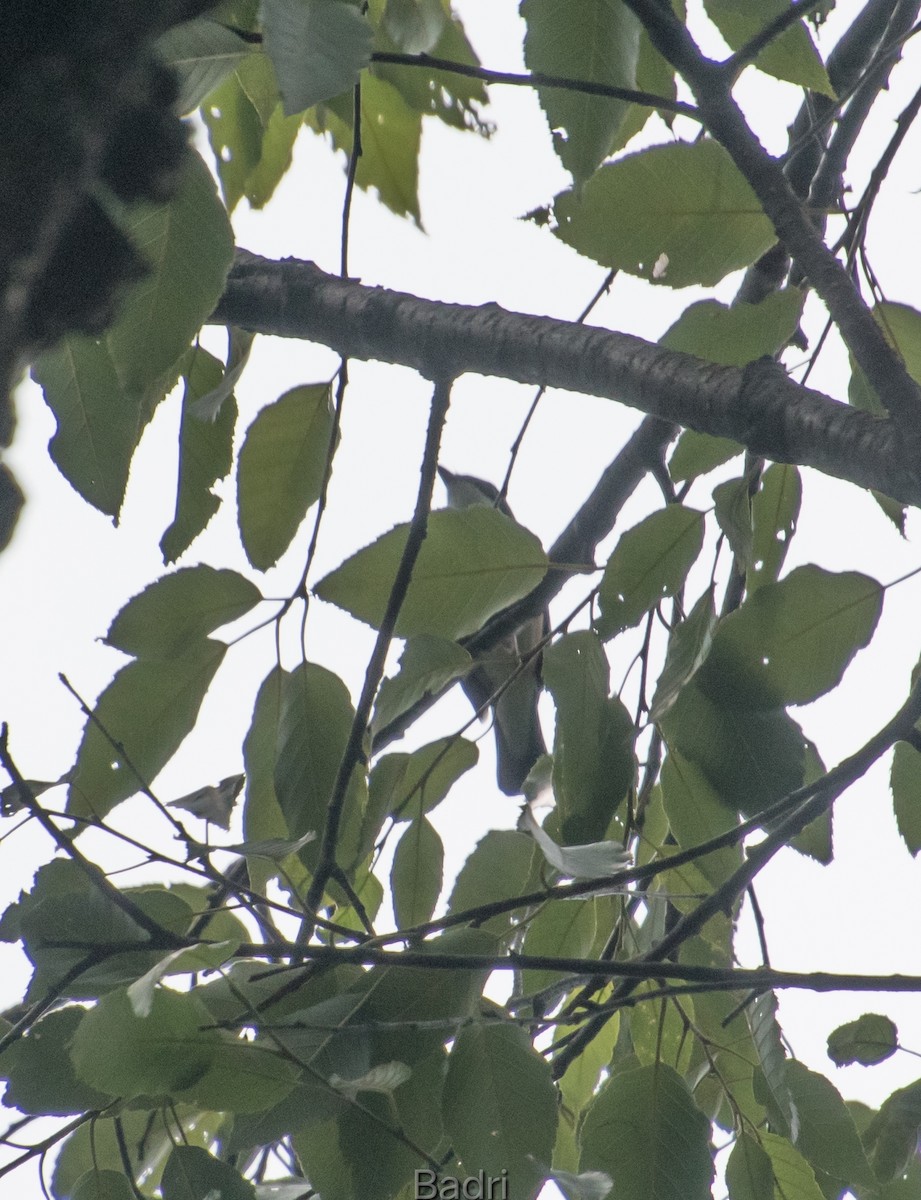 White-browed Shrike-Babbler - Badri Narayan