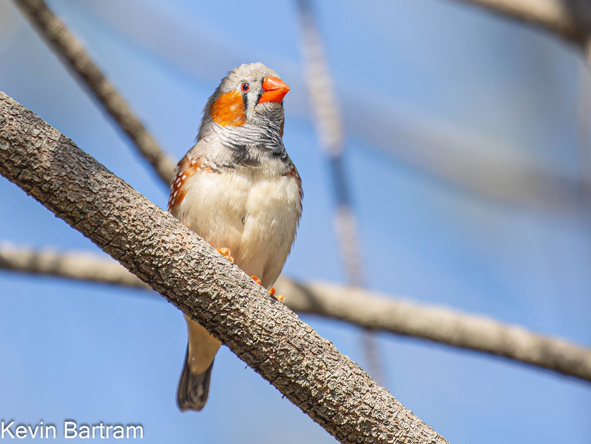 Zebra Finch (Australian) - ML618595496