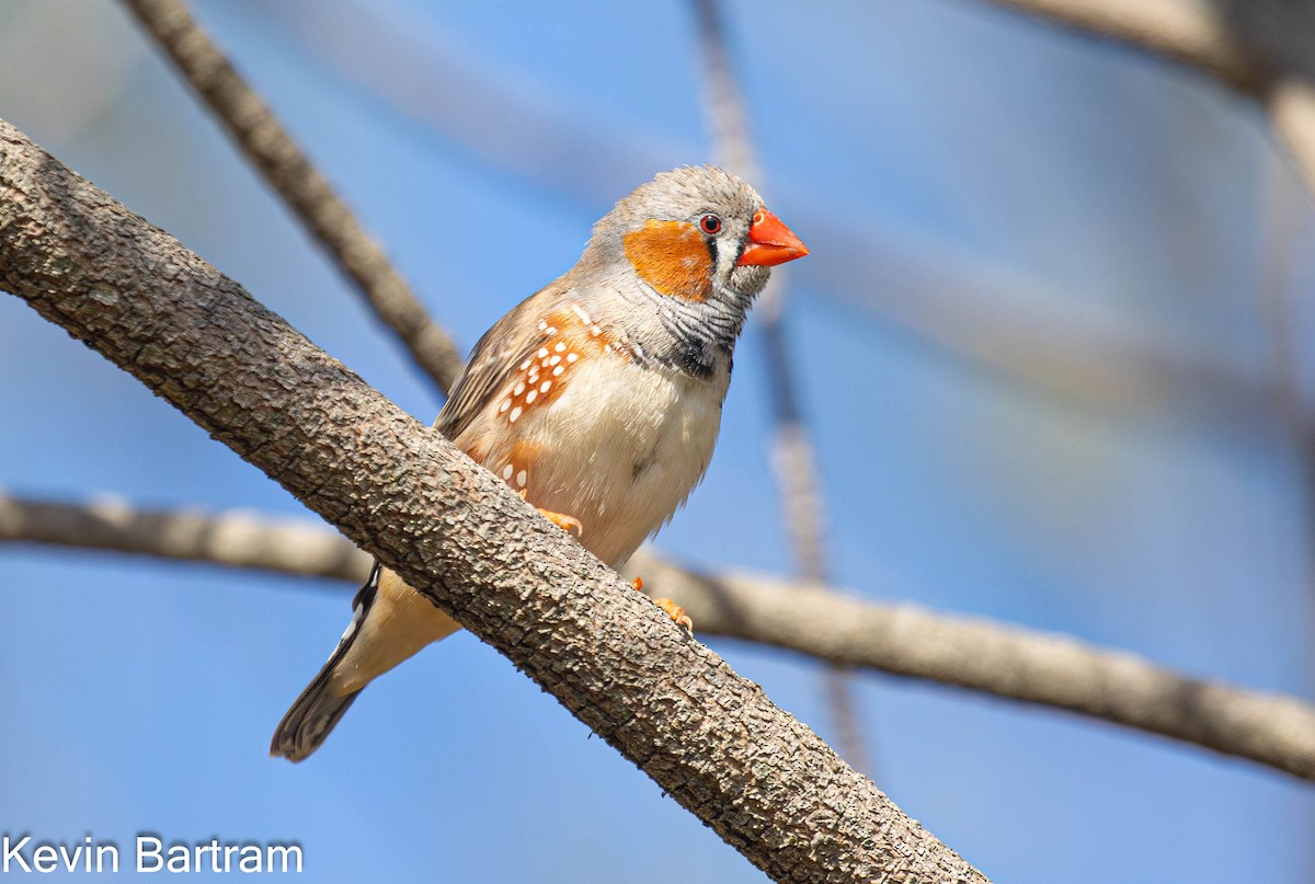 Zebra Finch (Australian) - ML618595498