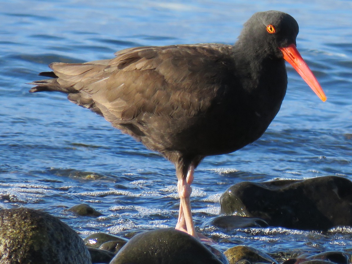 Black Oystercatcher - Don Wilshere